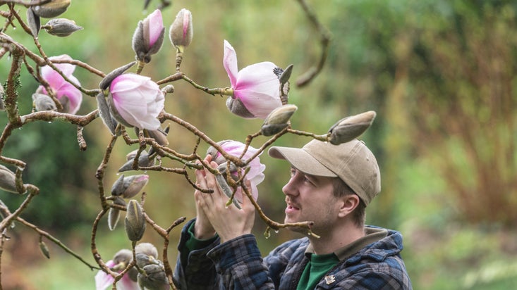 Gardener inspecting the Magnolia at Glendurgan
